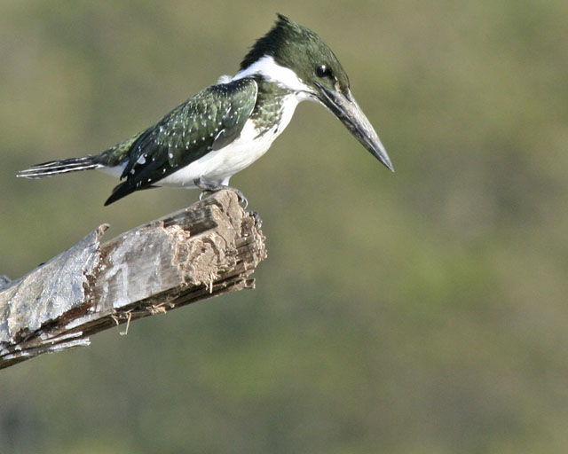 Amazon Kingfisher -Rio Tarcoles