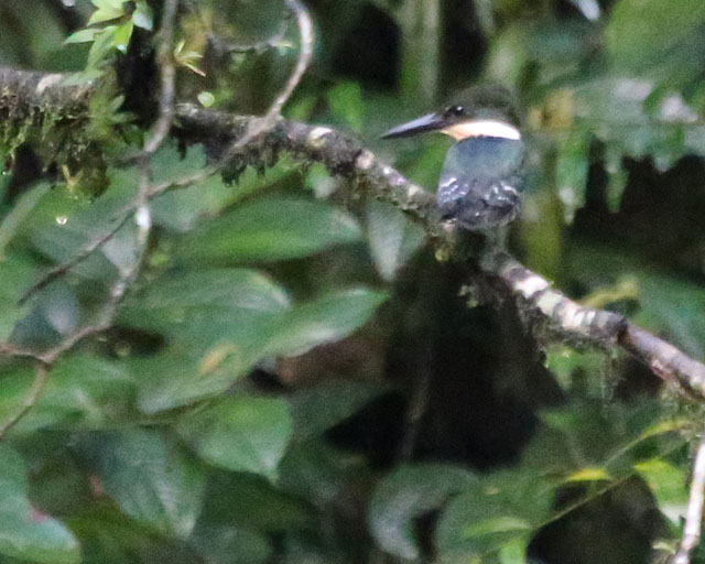 Green Kingfisher -- Sarapiqui