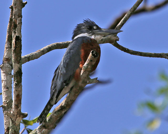 Ringed Kingfisher -- Rio Tarcoles