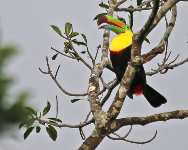 Keel-billed Toucan -- Guanacaste