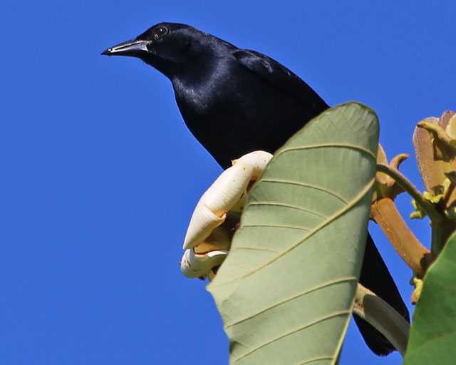 Melodious Blackbird -- Jaco