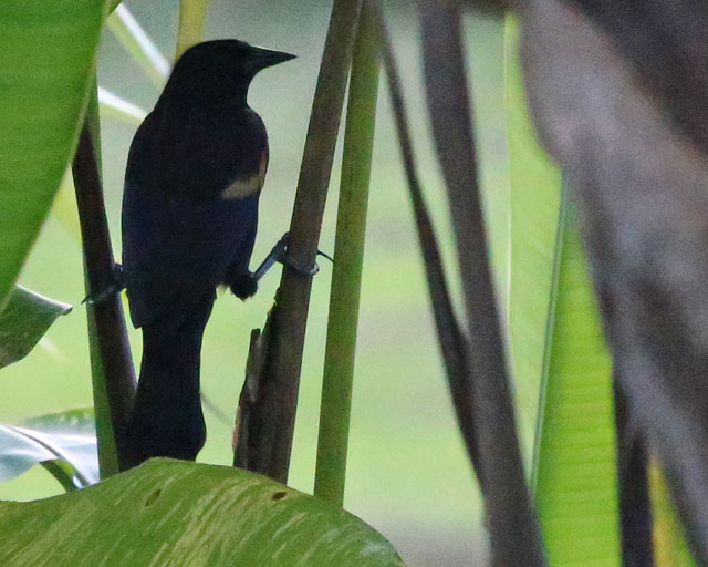 Red-winged Blackbird -- La Fortuna
