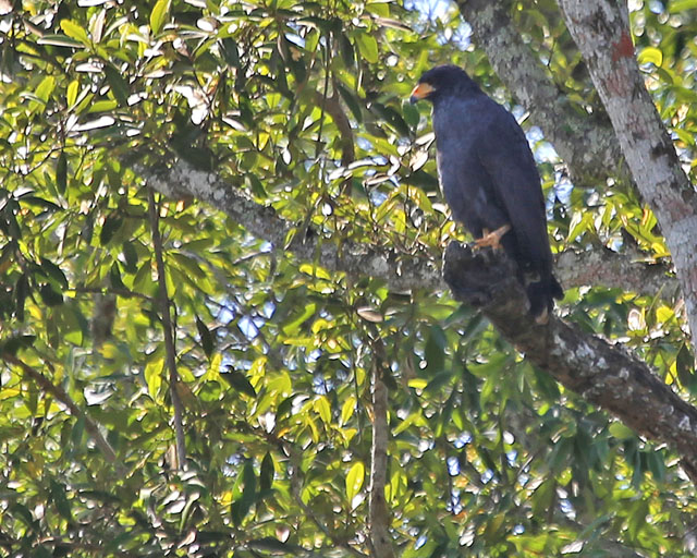 Common Black Hawk -- Rio Tarcoles