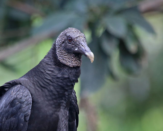 Black Vulture -- Jaco