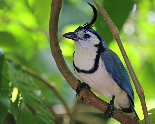 White-throated Magpie Jay - Guanacaste 
