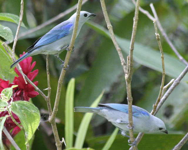 Blue-grey Tanager -- Sarapiqui