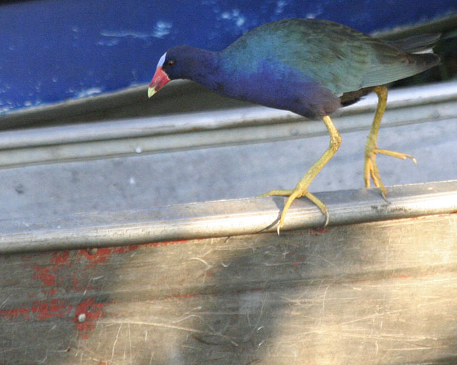 Purple Gallinule - Rio Frio