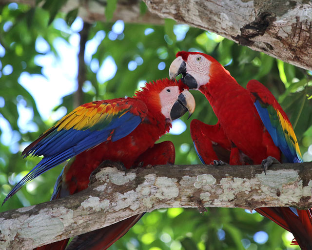 Scarlet Macaw -- Jaco 