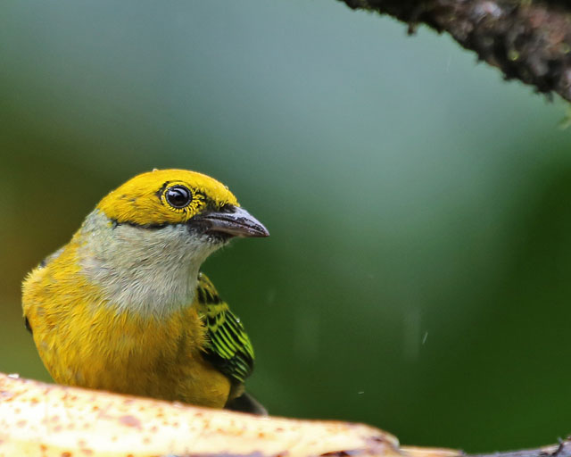 Silver-throated Tanager -- La Paz