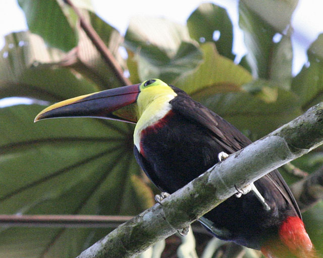 Yellow-throated Toucan -- Guanacaste