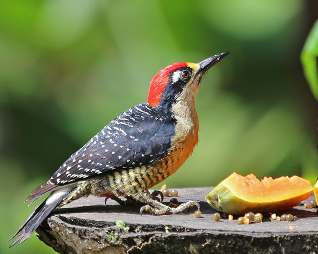 Black-cheeked Woodpecker -- Sarapiqui