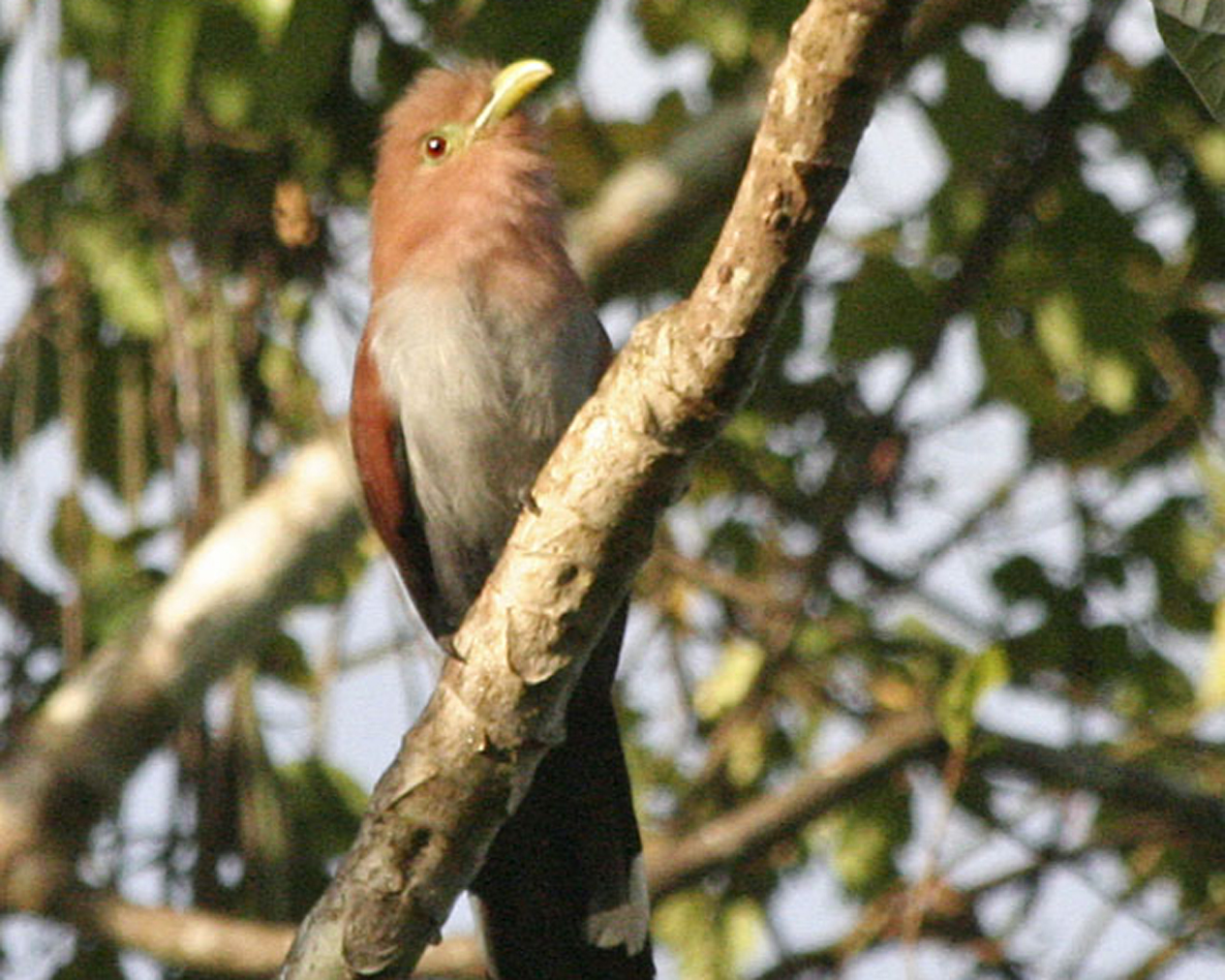 Squirrel Cuckoo -- Guanacaste