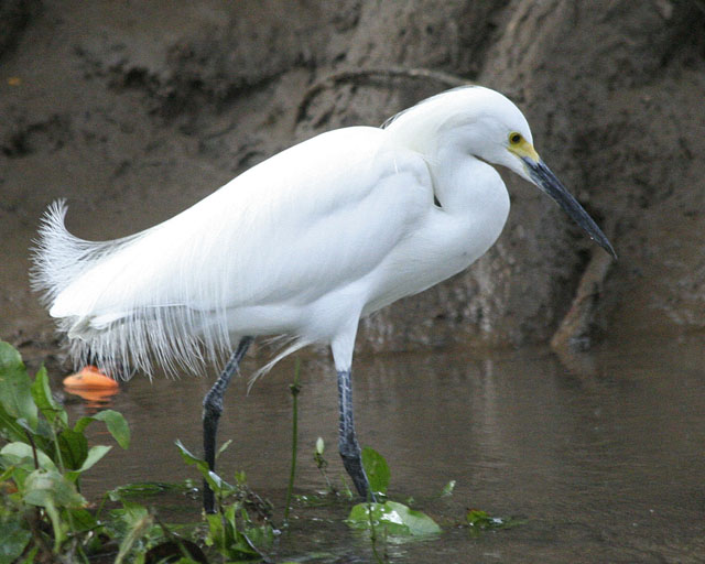 Snowy Egret -- Rio Frio
