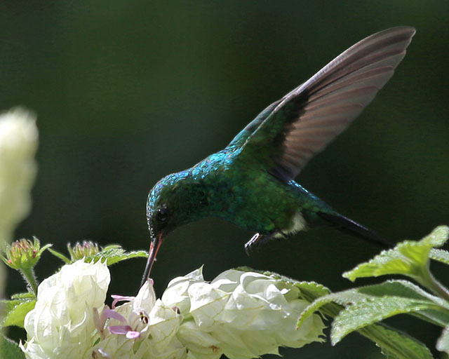 Steely-vented Hummingbird -- Doka