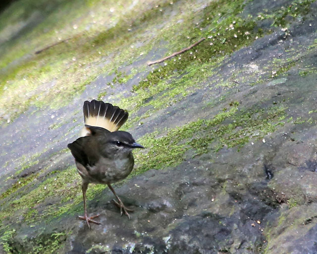 Buff-rumped Warbler -- Guancaste