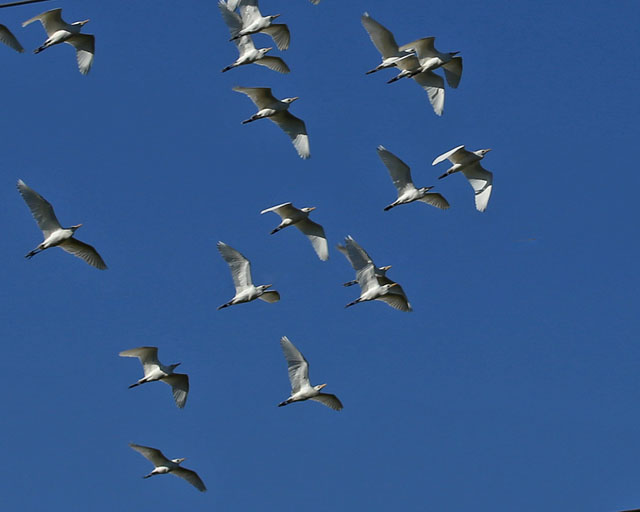 Western Cattle Egrets -- Jaco