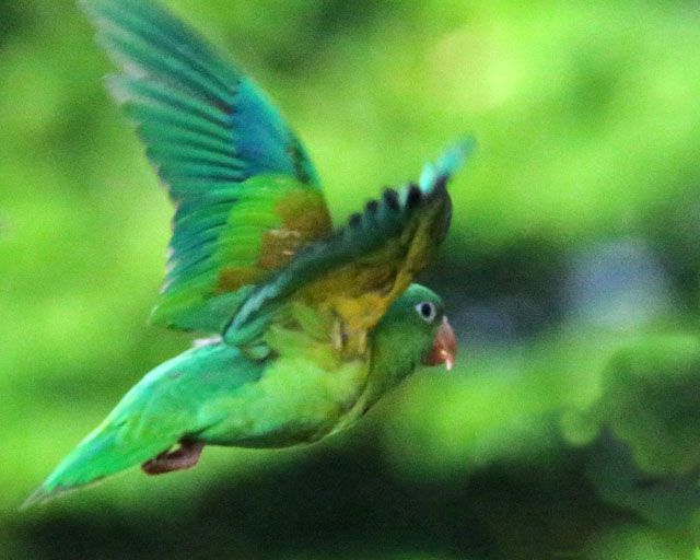 Orange-chinned Parakeet -- La Fortuna
