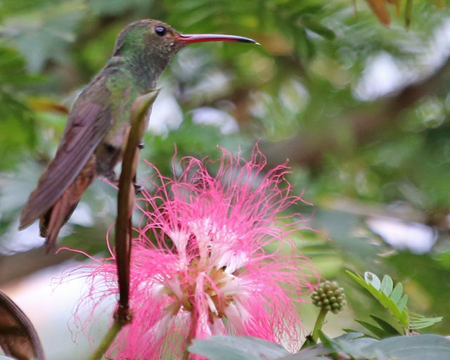 Rufous-tailed Hummingbird -- Doka