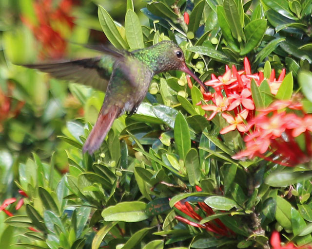 Rufous-tailed Hummingbird -- La Fortuna