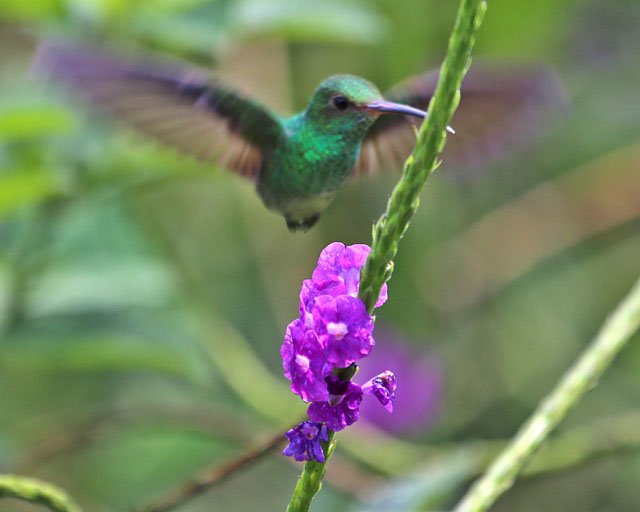 Rufous-tailed Hummingbird -- Sarapiqui