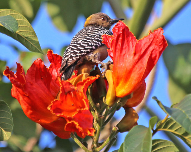 Hoffmann's Woodpecker -- San Jose