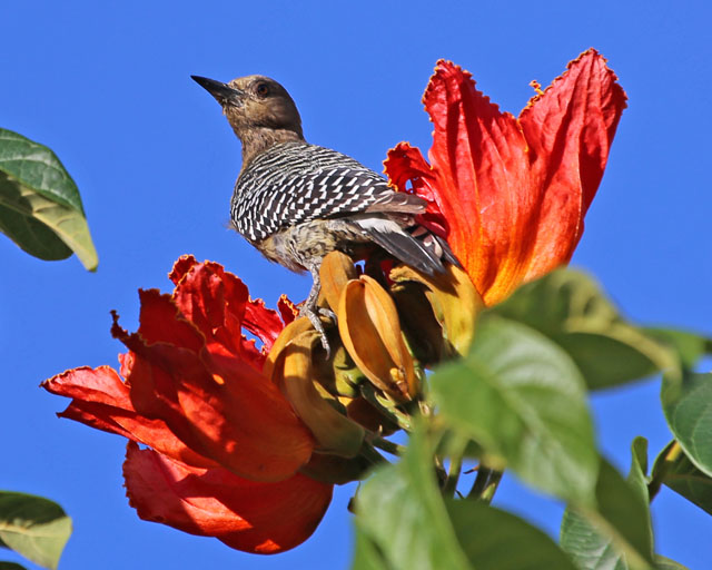 Hoffmann's Woodpecker -- San Jose