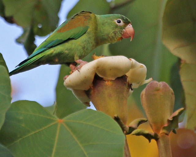 Orange-chinned Parakeet -- Jaco