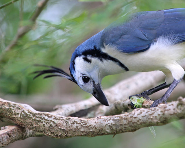 White-throated Magpie Jay -- Guancaste 