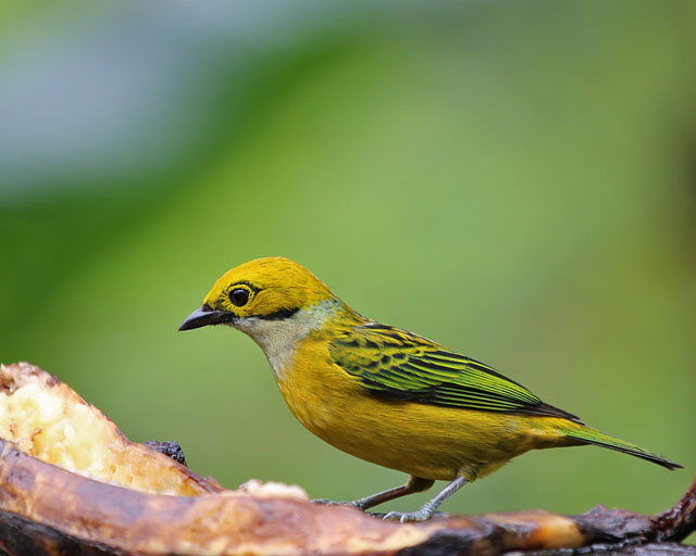 Silver-throated Tanager -- La Paz 