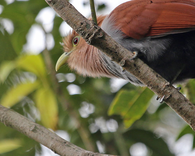 Squirrel Cuckoo -- Guanacaste