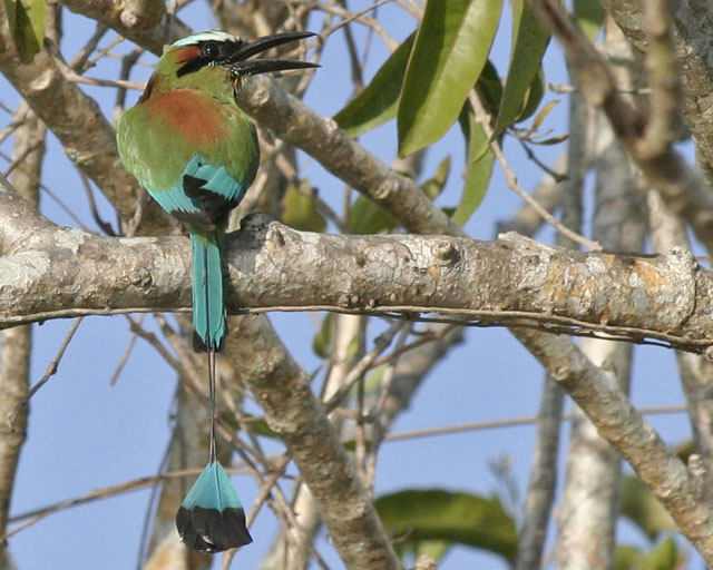 Turquoise-browed Motmot -- Guanacaste