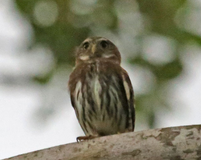 Ferruginous Pygmy Owl -- Jaco 