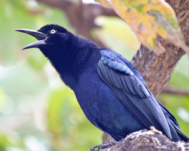 Great-tailed Grackle -- Guanacaste