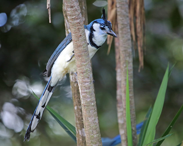 White-throated Magpie Jay -- Guanacaste