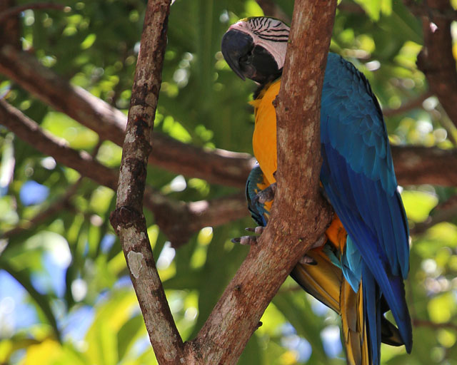 Blue and Yellow Macaw -- Jaco 