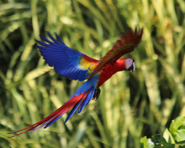 Scarlet Macaw -- Jaco