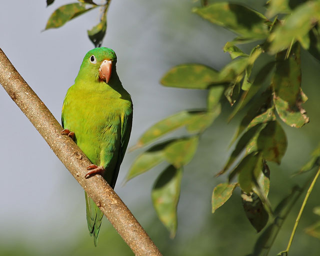 Orange-chinned Parakeet -- La Fortuna 