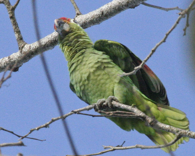 Red-lored Parrot -- Rio Frio