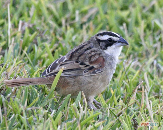 Striped-headed Sparrow -- Guanacaste