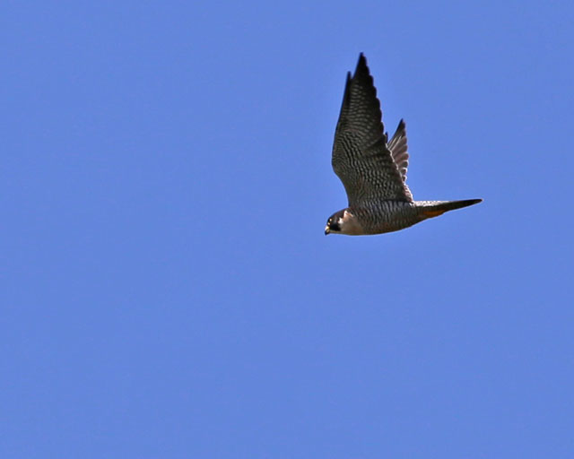 Peregrine Falcon -- Rio Tarcoles