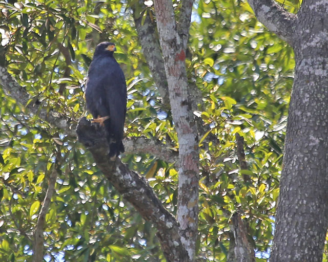 Common Black Hawk -- Rio Tarcoles