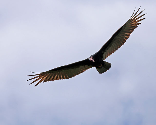 Turkey Vulture -- Jaco 