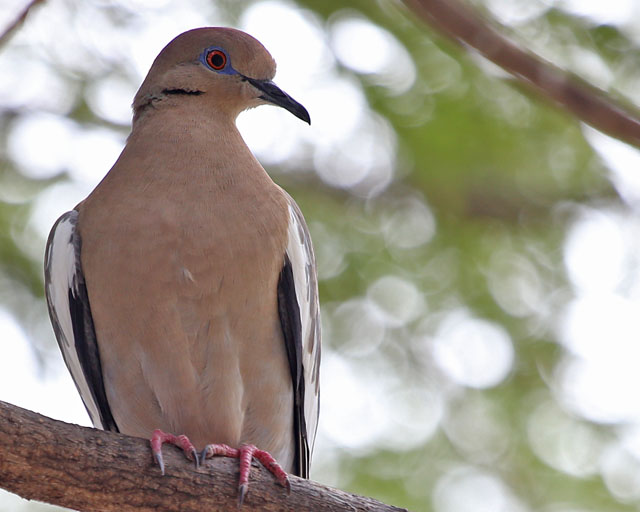 White-winged Dove -- Guanacaste 