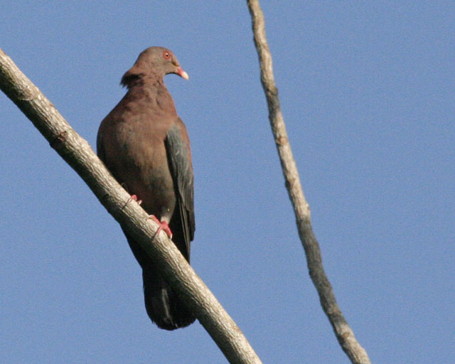 Red-billed Pigeon -- Sarapiqui 
