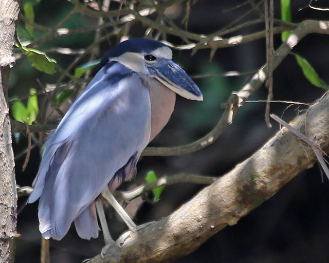 Boat-billed Heron -- Rio Tarcoles