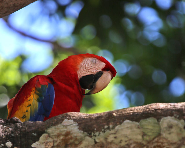 Scarlet Macaw -- Jaco