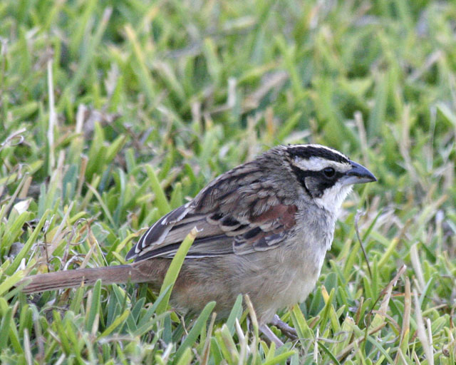 Striped-headed Sparrow -- Guanacaste