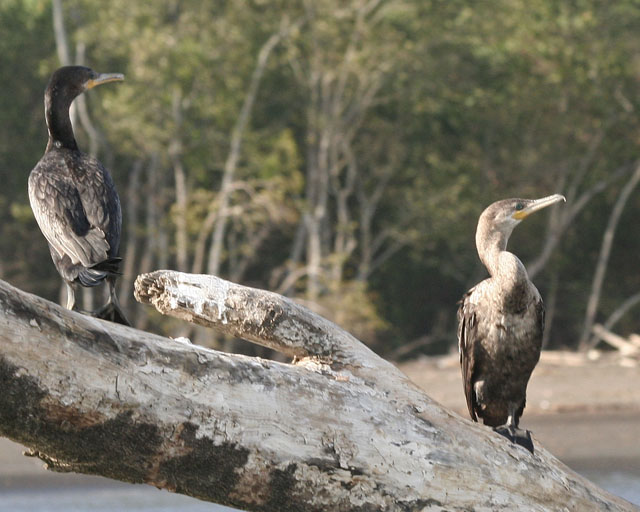 Neotripic Cormorant -- Rio Tarcoles