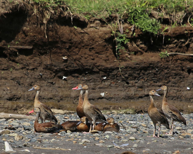 Black-bellied Whistling Duck -- Rio Tarcoles