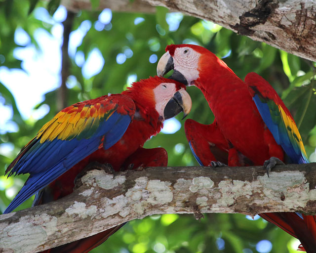 Scarlet Macaw -- Jaco 